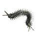 centipede model 3d metal games 